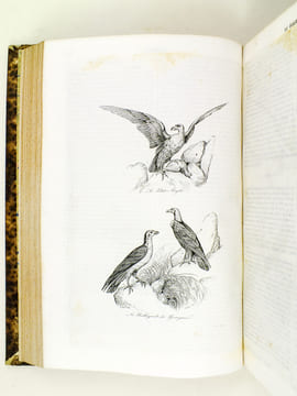 Oeuvres de Buffon, Avec les suites par M. Achille Comte. Tomes 5 et 6 [ Quadrupèdes et Oiseaux ] . BUFFON ; COMTE, Achille ; ADAM, Victor