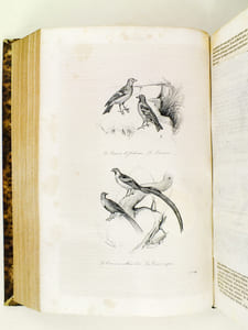 Oeuvres de Buffon, Avec les suites par M. Achille Comte. Tomes 5 et 6 [ Quadrupèdes et Oiseaux ] 