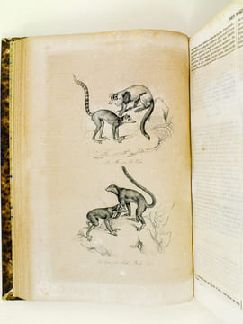 Oeuvres de Buffon, Avec les suites par M. Achille Comte. Tomes 5 et 6 [ Quadrupèdes et Oiseaux ] . BUFFON ; COMTE, Achille ; ADAM, Victor