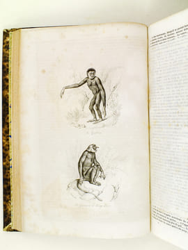 Oeuvres de Buffon, Avec les suites par M. Achille Comte. Tomes 5 et 6 [ Quadrupèdes et Oiseaux ] . BUFFON ; COMTE, Achille ; ADAM, Victor