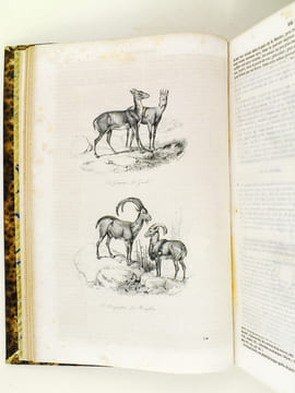 Oeuvres de Buffon, Avec les suites par M. Achille Comte. Tomes 5 et 6 [ Quadrupèdes et Oiseaux ] . BUFFON ; COMTE, Achille ; ADAM, Victor