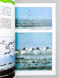 The Kingdom of Cranes - photographied by well-known photographer You Yun Gu ( Po-Yang lake )