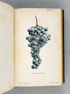 Traité des Maladies des Vins. Description. Etude. Traitement [ Edition originale ]