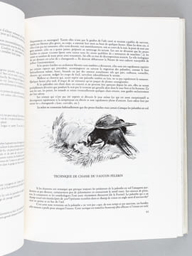 Les Chasses des palombes et des tourterelles.. ROCHER, Dr. Christian