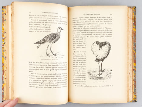 La Sauvagine en France. Chasse, description et histoire naturelle de toutes les espèces visitant nos contrées. TERNIER,Louis