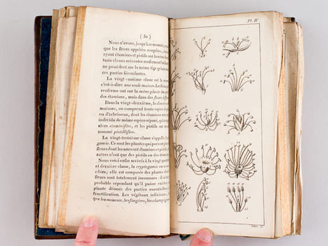 Flore des Jeunes Personnes, ou Lettres Elémentaires sur la Botanique, écrites par une Anglaise à son Amie. Une Anglaise ; SEGUR, Octave (Trad.) ; [ ...
