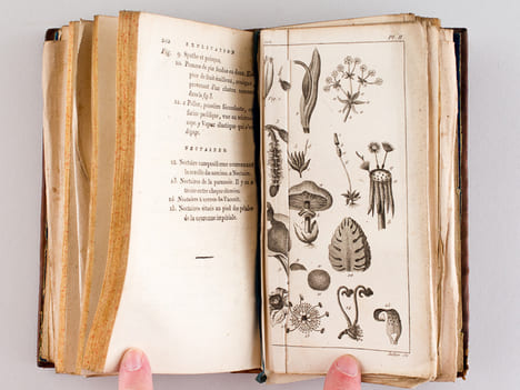 Flore des Jeunes Personnes, ou Lettres Elémentaires sur la Botanique, écrites par une Anglaise à son Amie. Une Anglaise ; SEGUR, Octave (Trad.) ; [ ...