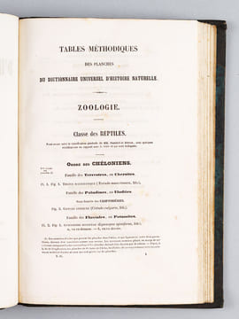 Dictionnaire Universel d'Histoire Naturelle [ Spécimen de l'édition originale de l'Atlas ]. D'ORBIGNY, Charles