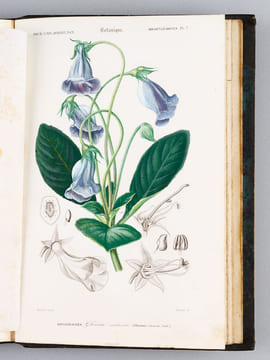 Dictionnaire Universel d'Histoire Naturelle [ Spécimen de l'édition originale de l'Atlas ]. D'ORBIGNY, Charles
