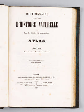 Dictionnaire Universel d'Histoire Naturelle [ Spécimen de l'édition originale de l'Atlas ]. D'ORBIGNY, Charles