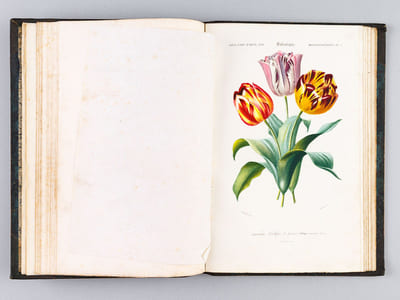 Dictionnaire Universel d'Histoire Naturelle [ Spécimen de l'édition originale de l'Atlas ]