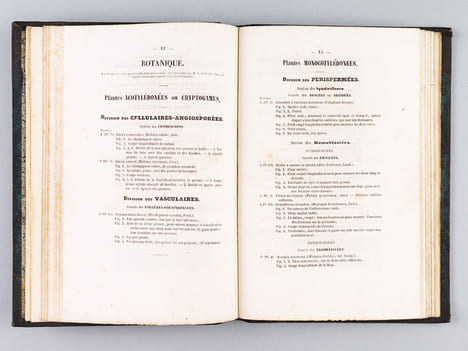 Dictionnaire Universel d'Histoire Naturelle [ Spécimen de l'édition originale de l'Atlas ]. D'ORBIGNY, Charles