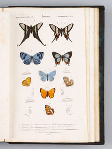 Dictionnaire Universel d'Histoire Naturelle [ Spécimen de l'édition originale de l'Atlas ]