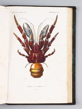 Dictionnaire Universel d'Histoire Naturelle [ Spécimen de l'édition originale de l'Atlas ]. D'ORBIGNY, Charles
