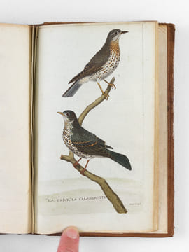 [ Recueil de planches : ]  Salvator Rosa Invenit (Liber Primus, Secundus, Tertius, Quartus) [ Relié avec : ] [ Recueil de 38 planches en couleurs : ...