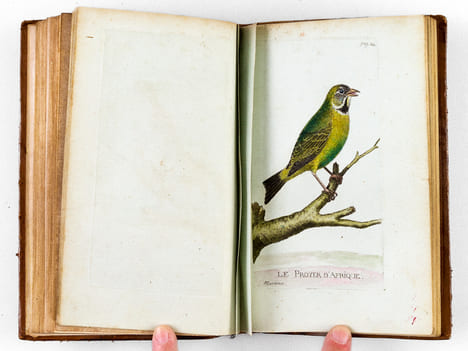 [ Recueil de planches : ]  Salvator Rosa Invenit (Liber Primus, Secundus, Tertius, Quartus) [ Relié avec : ] [ Recueil de 38 planches en couleurs : ...