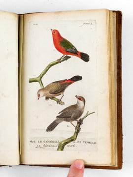 [ Recueil de planches : ]  Salvator Rosa Invenit (Liber Primus, Secundus, Tertius, Quartus) [ Relié avec : ] [ Recueil de 38 planches en couleurs : ...