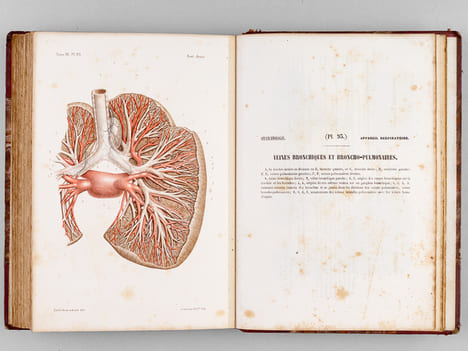 Atlas d'Anatomie descriptive du Corps Humain. Quatrième Partie : Appareil génito-urinaire, organes de la respiration.. BONAMY, C. ; BROCA, Paul ; ...
