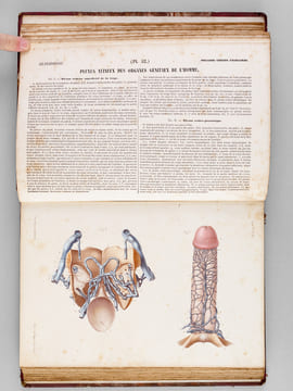 Atlas d'Anatomie descriptive du Corps Humain. Quatrième Partie : Appareil génito-urinaire, organes de la respiration.. BONAMY, C. ; BROCA, Paul ; ...