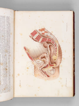 Atlas d'Anatomie descriptive du Corps Humain. Quatrième Partie : Appareil génito-urinaire, organes de la respiration.. BONAMY, C. ; BROCA, Paul ; ...
