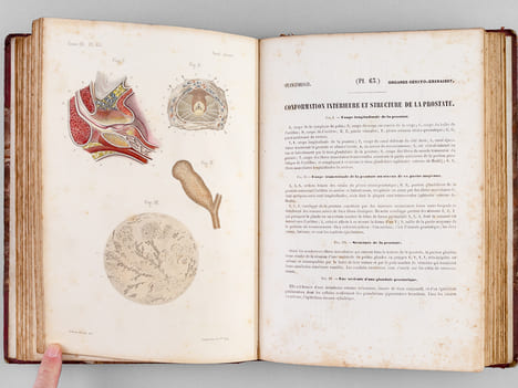 Atlas d'Anatomie descriptive du Corps Humain. Quatrième Partie : Appareil génito-urinaire, organes de la respiration.. BONAMY, C. ; BROCA, Paul ; ...