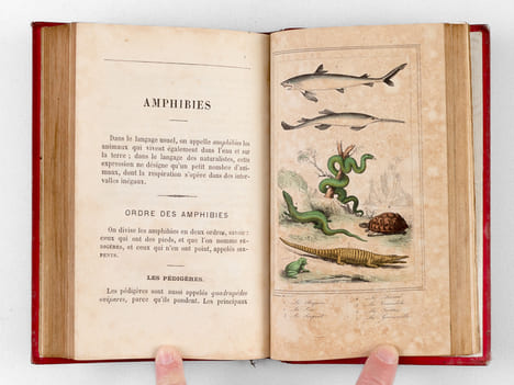 Le Buffon des Enfants ou Petite Histoire Naturelle des Quadrupèdes, des Oiseaux, des Amphibies, des Insectes, etc.. Collectif