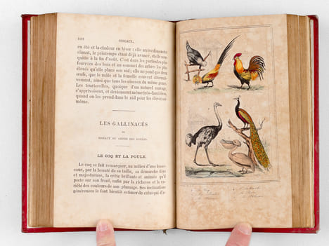 Le Buffon des Enfants ou Petite Histoire Naturelle des Quadrupèdes, des Oiseaux, des Amphibies, des Insectes, etc.. Collectif