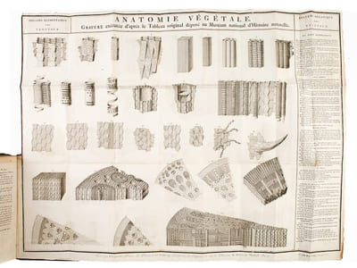 Histoire Naturelle des Plantes, par C.-F. Brisseau-Mirbel et N. Jolyclerc (18 Tomes - Complet)