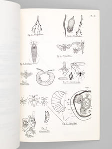 Petit Guide pour l'étude des Galles. Eléments de Cécidologie.