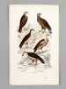 Oiseaux [ Lot de 55 planches coloriées au pinceau ] Le Grand Aigle ; L'Aigle impérial ; L'Aigle commun ; Le Pigargue - L'Ecorcheur ; Le Grand Duc ; Le ...