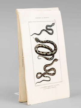 Ophidiens ou Serpents [ Lot de 20 planches coloriées au pinceau ] La Vipère commune ; L'Aspic ; La Vipère d'Egypte - Le Naja ou Serpent à Lunettes ; ...