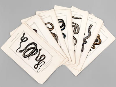 Ophidiens ou Serpents [ Lot de 20 planches coloriées au pinceau ] La Vipère commune ; L'Aspic ; La Vipère d'Egypte - Le Naja ou Serpent à Lunettes ; Le Chayque - L'Hoemachate ; La Brasilienne - La vipère fer-de-lance ; La tête triangulaire - L'Atropos ; Le Dipse - Le Molure ; La double Raie - La couleuvre commune ; La quatre Raies - L'Argus ; Le Sibon - etc. etc.