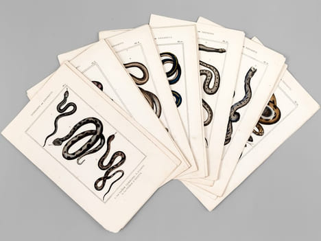 Ophidiens ou Serpents [ Lot de 20 planches coloriées au pinceau ] La Vipère commune ; L'Aspic ; La Vipère d'Egypte - Le Naja ou Serpent à Lunettes ; ...