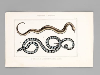 Ophidiens ou Serpents [ Lot de 20 planches coloriées au pinceau ] La Vipère commune ; L'Aspic ; La Vipère d'Egypte - Le Naja ou Serpent à Lunettes ; Le Chayque - L'Hoemachate ; La Brasilienne - La vipère fer-de-lance ; La tête triangulaire - L'Atropos ; Le Dipse - Le Molure ; La double Raie - La couleuvre commune ; La quatre Raies - L'Argus ; Le Sibon - etc. etc.