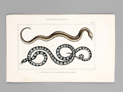 Ophidiens ou Serpents [ Lot de 20 planches coloriées au pinceau ] La Vipère commune ; L'Aspic ; La Vipère d'Egypte - Le Naja ou Serpent à Lunettes ; ...
