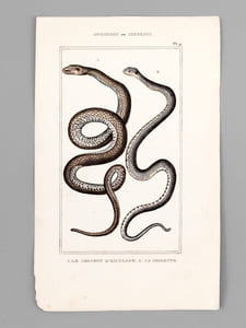 Ophidiens ou Serpents [ Lot de 20 planches coloriées au pinceau ] La Vipère commune ; L'Aspic ; La Vipère d'Egypte - Le Naja ou Serpent à Lunettes ; Le Chayque - L'Hoemachate ; La Brasilienne - La vipère fer-de-lance ; La tête triangulaire - L'Atropos ; Le Dipse - Le Molure ; La double Raie - La couleuvre commune ; La quatre Raies - L'Argus ; Le Sibon - etc. etc.