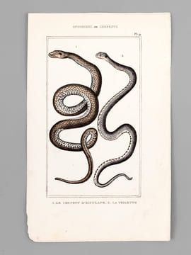 Ophidiens ou Serpents [ Lot de 20 planches coloriées au pinceau ] La Vipère commune ; L'Aspic ; La Vipère d'Egypte - Le Naja ou Serpent à Lunettes ; ...