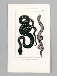 Ophidiens ou Serpents [ Lot de 20 planches coloriées au pinceau ] La Vipère commune ; L'Aspic ; La Vipère d'Egypte - Le Naja ou Serpent à Lunettes ; Le Chayque - L'Hoemachate ; La Brasilienne - La vipère fer-de-lance ; La tête triangulaire - L'Atropos ; Le Dipse - Le Molure ; La double Raie - La couleuvre commune ; La quatre Raies - L'Argus ; Le Sibon - etc. etc.