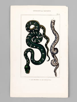 Ophidiens ou Serpents [ Lot de 20 planches coloriées au pinceau ] La Vipère commune ; L'Aspic ; La Vipère d'Egypte - Le Naja ou Serpent à Lunettes ; ...