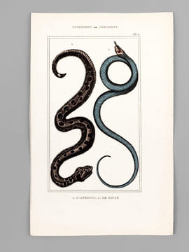 Ophidiens ou Serpents [ Lot de 20 planches coloriées au pinceau ] La Vipère commune ; L'Aspic ; La Vipère d'Egypte - Le Naja ou Serpent à Lunettes ; ...