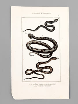 Ophidiens ou Serpents [ Lot de 20 planches coloriées au pinceau ] La Vipère commune ; L'Aspic ; La Vipère d'Egypte - Le Naja ou Serpent à Lunettes ; ...