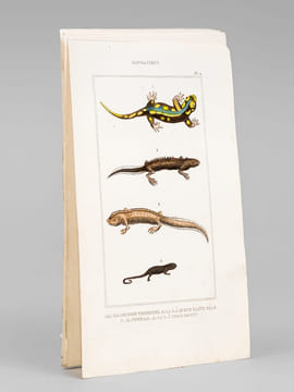 Batraciens [ Lot de 6 planches coloriées au pinceau ] Salamandre terrestre ; Salamandre à queue plate mâle ; Salamandre à trois doigts - Grenouille ...