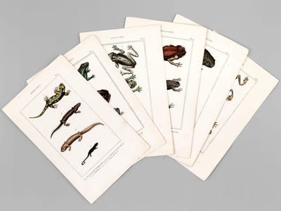 Batraciens [ Lot de 6 planches coloriées au pinceau ] Salamandre terrestre ; Salamandre à queue plate mâle ; Salamandre à trois doigts - Grenouille commune ; la Rousse ; la Sonnante - La Grenouille réticulaire ; La Patte d'oie ; La Mugissante - etc...