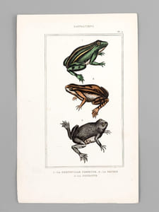 Batraciens [ Lot de 6 planches coloriées au pinceau ] Salamandre terrestre ; Salamandre à queue plate mâle ; Salamandre à trois doigts - Grenouille commune ; la Rousse ; la Sonnante - La Grenouille réticulaire ; La Patte d'oie ; La Mugissante - etc...