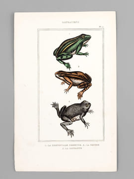 Batraciens [ Lot de 6 planches coloriées au pinceau ] Salamandre terrestre ; Salamandre à queue plate mâle ; Salamandre à trois doigts - Grenouille ...