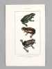 Batraciens [ Lot de 6 planches coloriées au pinceau ] Salamandre terrestre ; Salamandre à queue plate mâle ; Salamandre à trois doigts - Grenouille ...