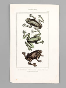 Batraciens [ Lot de 6 planches coloriées au pinceau ] Salamandre terrestre ; Salamandre à queue plate mâle ; Salamandre à trois doigts - Grenouille commune ; la Rousse ; la Sonnante - La Grenouille réticulaire ; La Patte d'oie ; La Mugissante - etc...