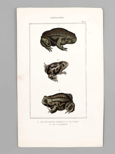 Batraciens [ Lot de 6 planches coloriées au pinceau ] Salamandre terrestre ; Salamandre à queue plate mâle ; Salamandre à trois doigts - Grenouille commune ; la Rousse ; la Sonnante - La Grenouille réticulaire ; La Patte d'oie ; La Mugissante - etc...