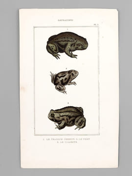 Batraciens [ Lot de 6 planches coloriées au pinceau ] Salamandre terrestre ; Salamandre à queue plate mâle ; Salamandre à trois doigts - Grenouille ...