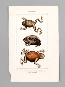 Batraciens [ Lot de 6 planches coloriées au pinceau ] Salamandre terrestre ; Salamandre à queue plate mâle ; Salamandre à trois doigts - Grenouille ...